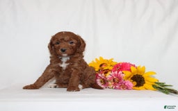 Mini Goldendoodle dogs for sale: Holly - Image 3