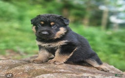 German Shepherd dogs for sale: Kimber - Image 5