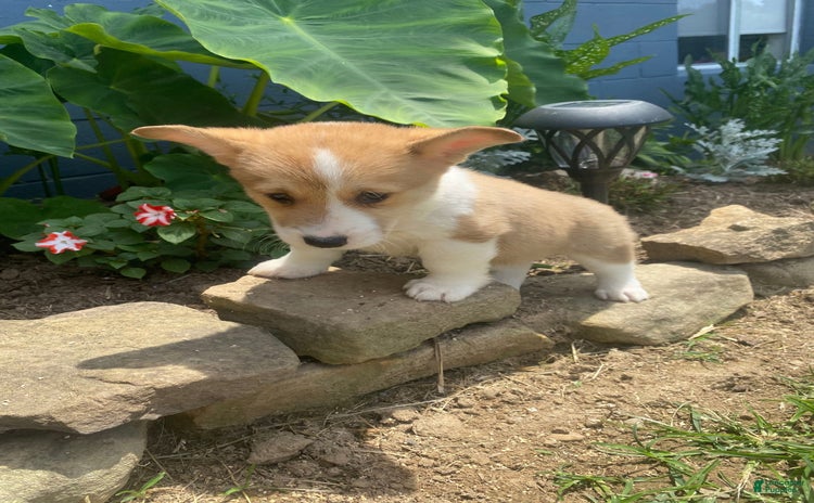 Welsh Corgi Pembroke dogs for sale - Ad 5