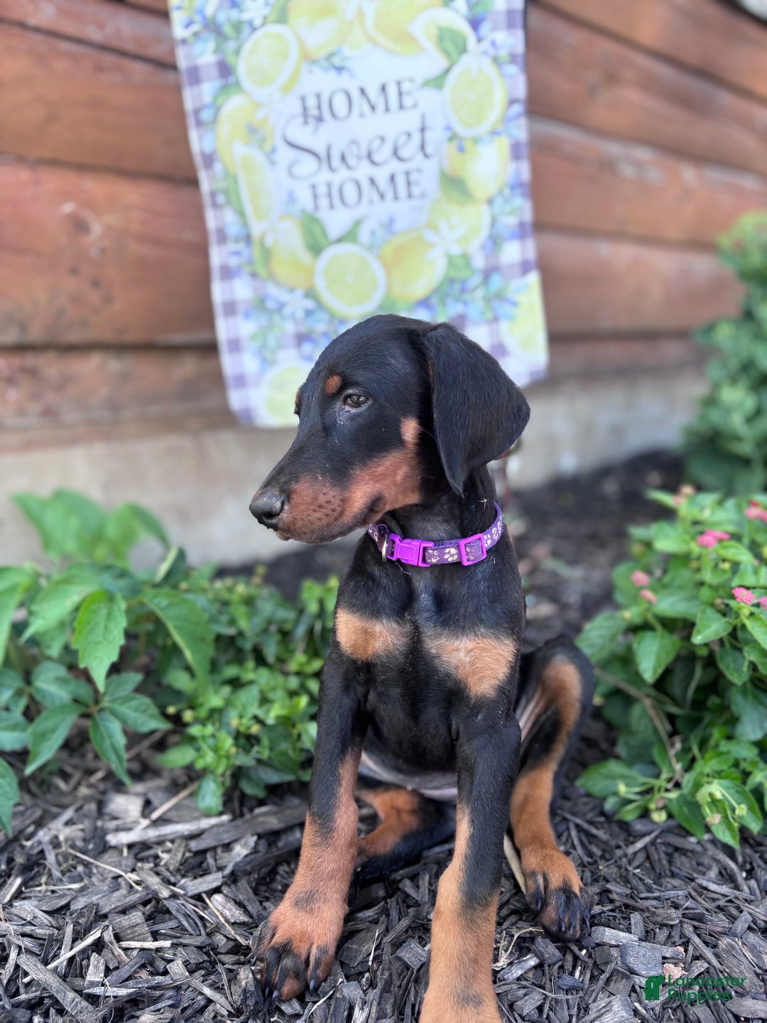 Doberman Pinscher dogs for sale: Annabelle Dad Is Health Tested - Image 6