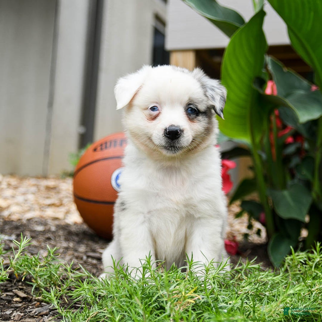 Miniature Australian Shepherd dogs for sale: Domino - Image 2