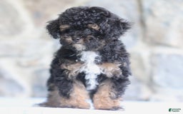 Toy Poodle dogs for sale: Patty - Image 2