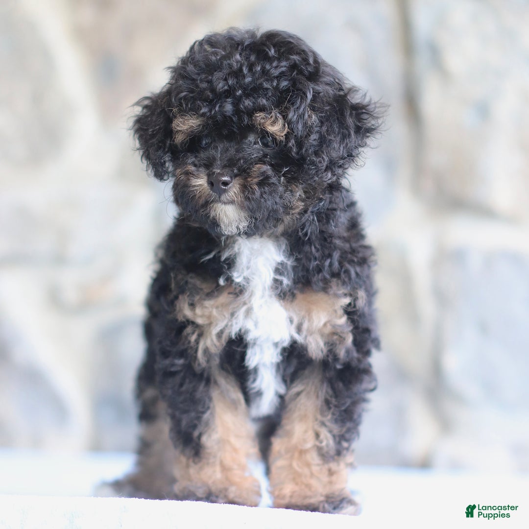 Toy Poodle dogs for sale: Patty - Image 2