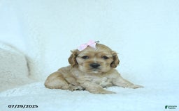 Cocker Spaniel dogs for sale: Scarlett - Image 1