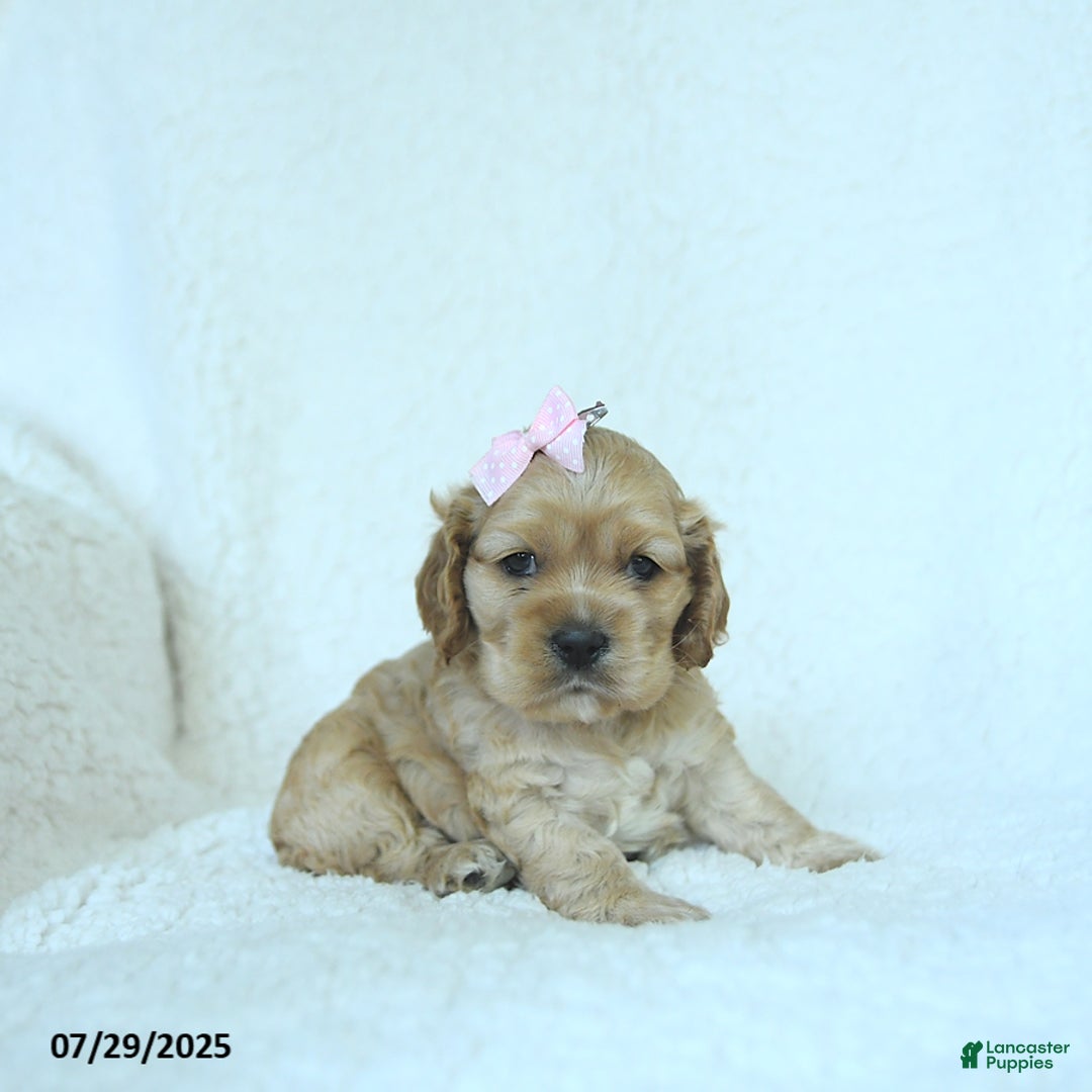 Cocker Spaniel dogs for sale: Scarlett - Image 1