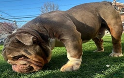 English Bulldog dogs for stud: Gucci - Image 12