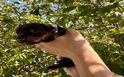 Doberman Pinscher dogs for sale: Yellow Collar - Image 1