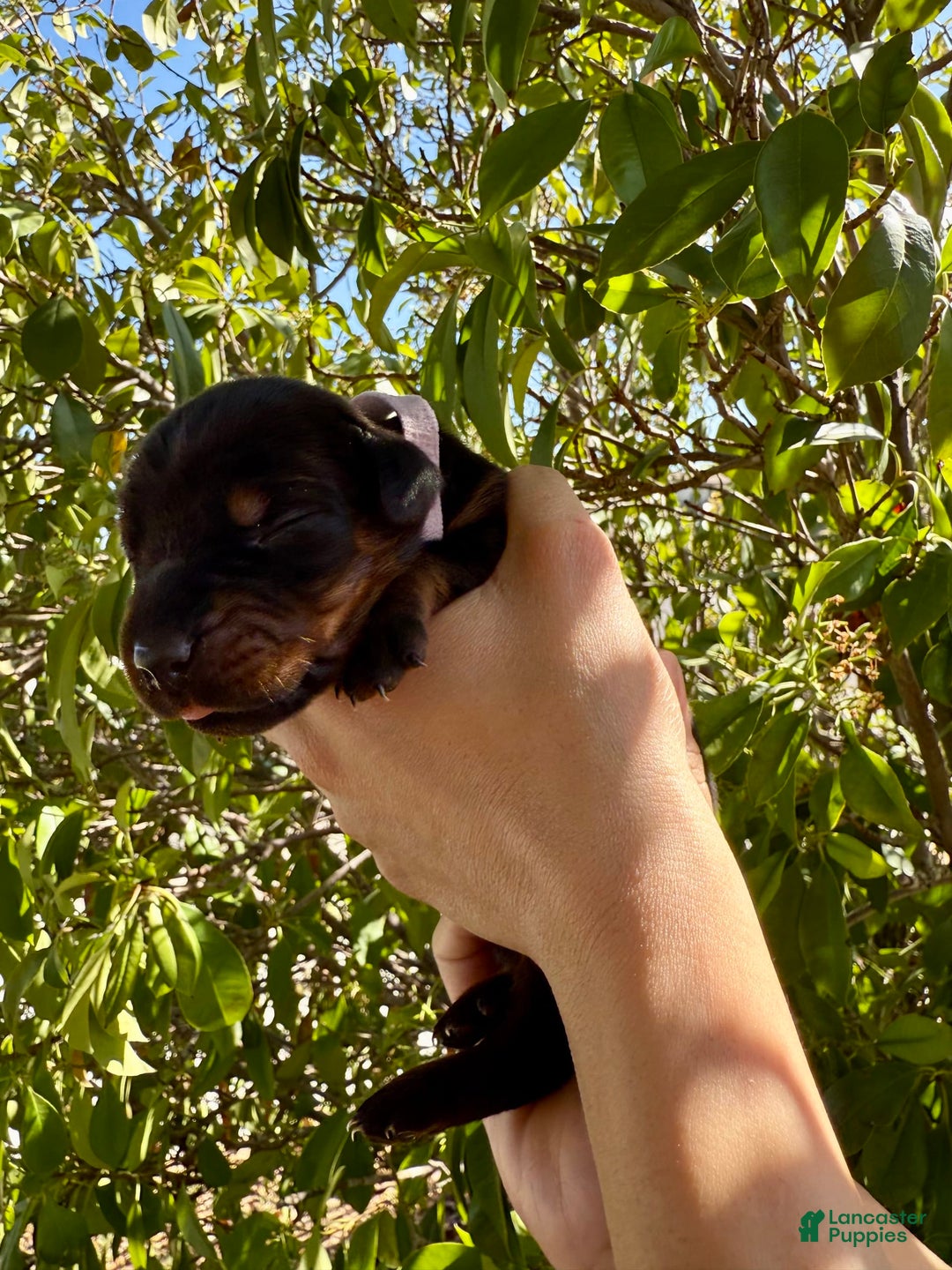 Doberman Pinscher dogs for sale: Yellow Collar - Image 1
