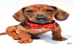 Miniature Dachshund dogs for sale: Issac - Image 4