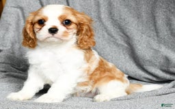 Cavalier King Charles Spaniel dogs for sale: Lance - Image 8