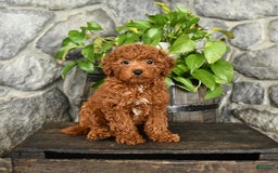 Cockapoo dogs for sale: Sky - Image 1
