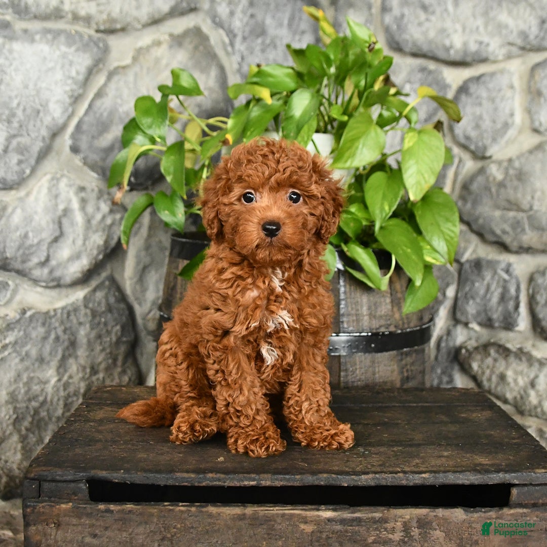 Cockapoo dogs for sale: Sky - Image 1