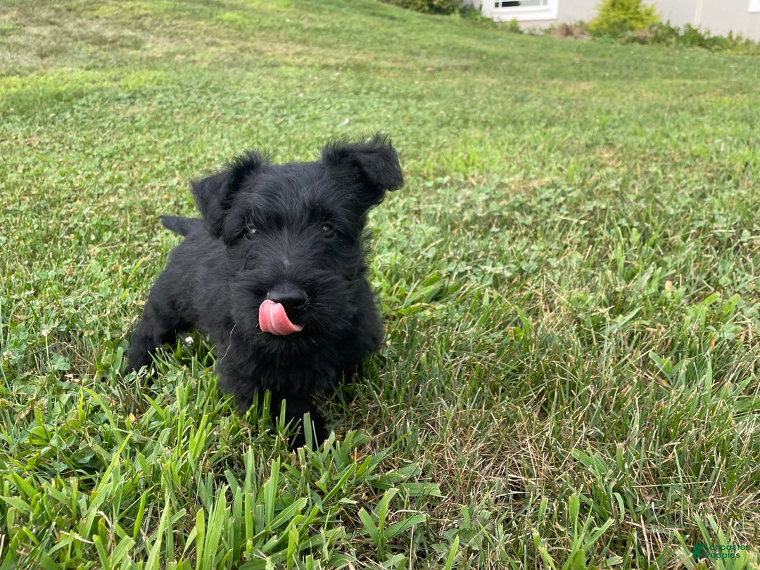 Scottish Terrier dogs for sale: Boone - Image 4