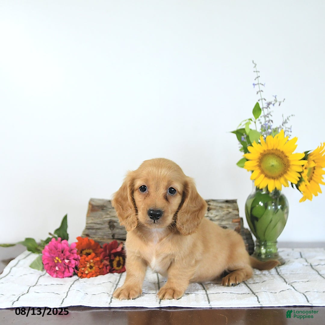 Miniature Dachshund dogs for sale: Merv - Image 2