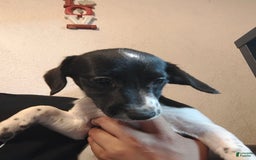 Jack Russell Terrier dogs for sale: Girl Black And White - Image 2