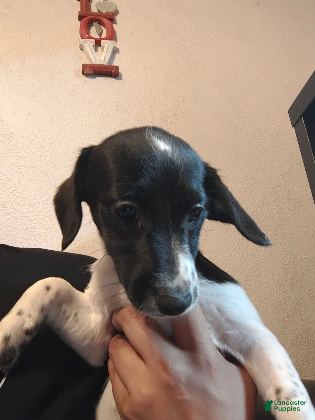 Jack Russell Terrier dogs for sale: Girl Black And White - Image 2