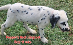 Dalmatian dogs for sale: Peppers Red Boy - Image 11