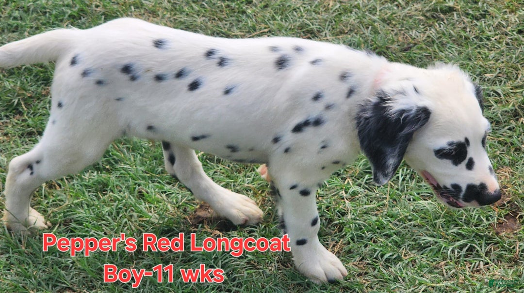 Dalmatian dogs for sale: Peppers Red Boy - Image 11