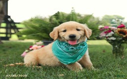 Golden Retriever dogs for sale: Maple - Image 2