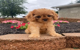 Cavapoo dogs for sale: Nellie - Image 10