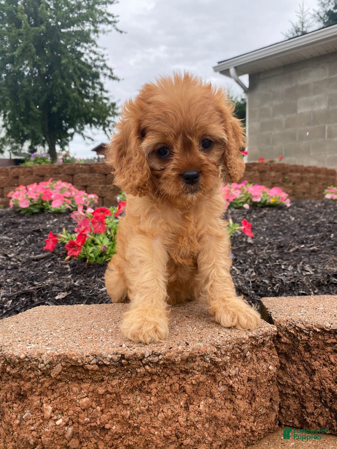 Cavapoo dogs for sale: Nellie - Image 10