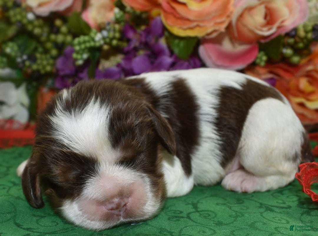 Cocker Spaniel dogs for sale: Acechocolatetanparticockerpuppy - Image 4