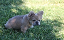 French Bulldog dogs for sale: French Bulldog 2 puppies - Image 8