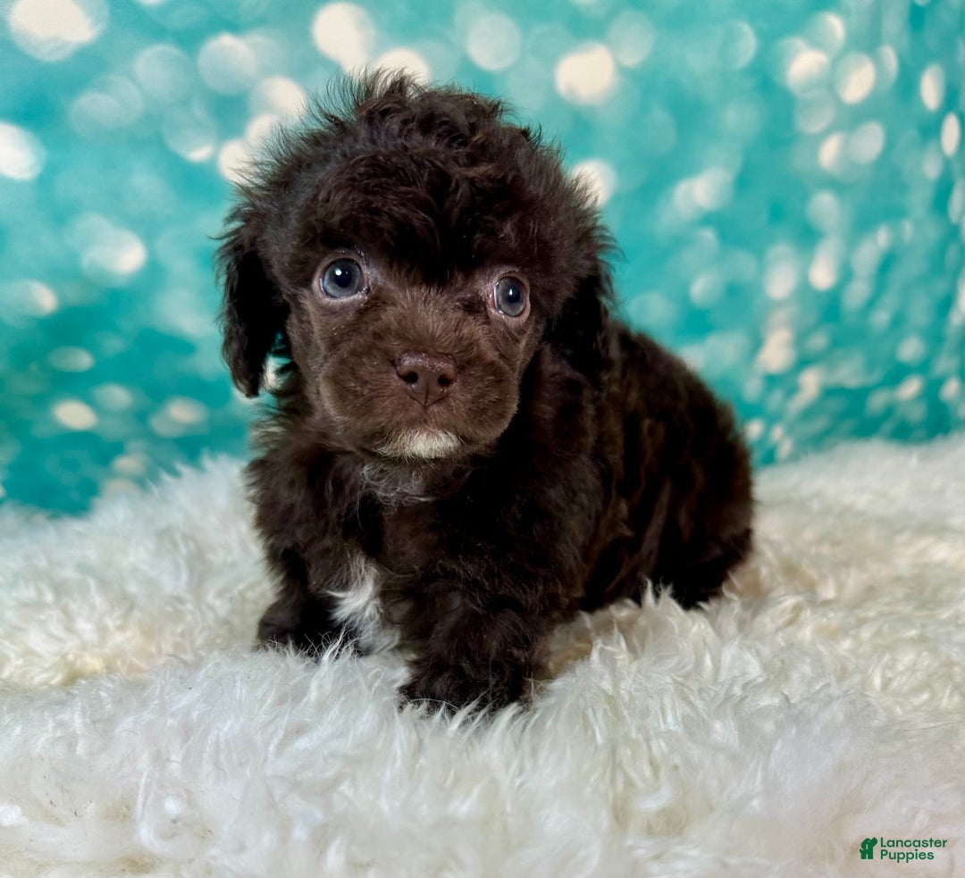 Toy Poodle dogs for sale: Lil Joey! - Image 3