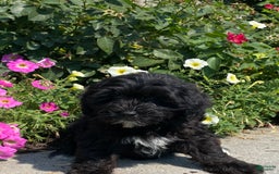 Lhasapoo dogs for sale: Jonah - Image 6