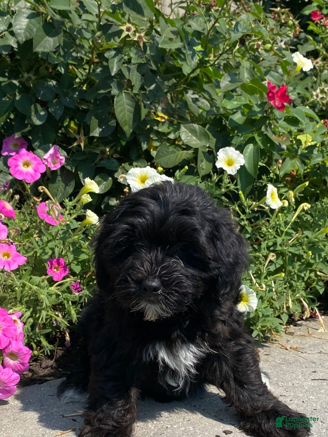 Lhasapoo dogs for sale: Jonah - Image 6