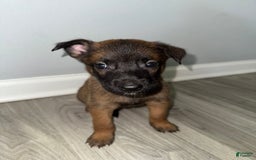 Belgian Malinois dogs for sale: Bruno - Image 4