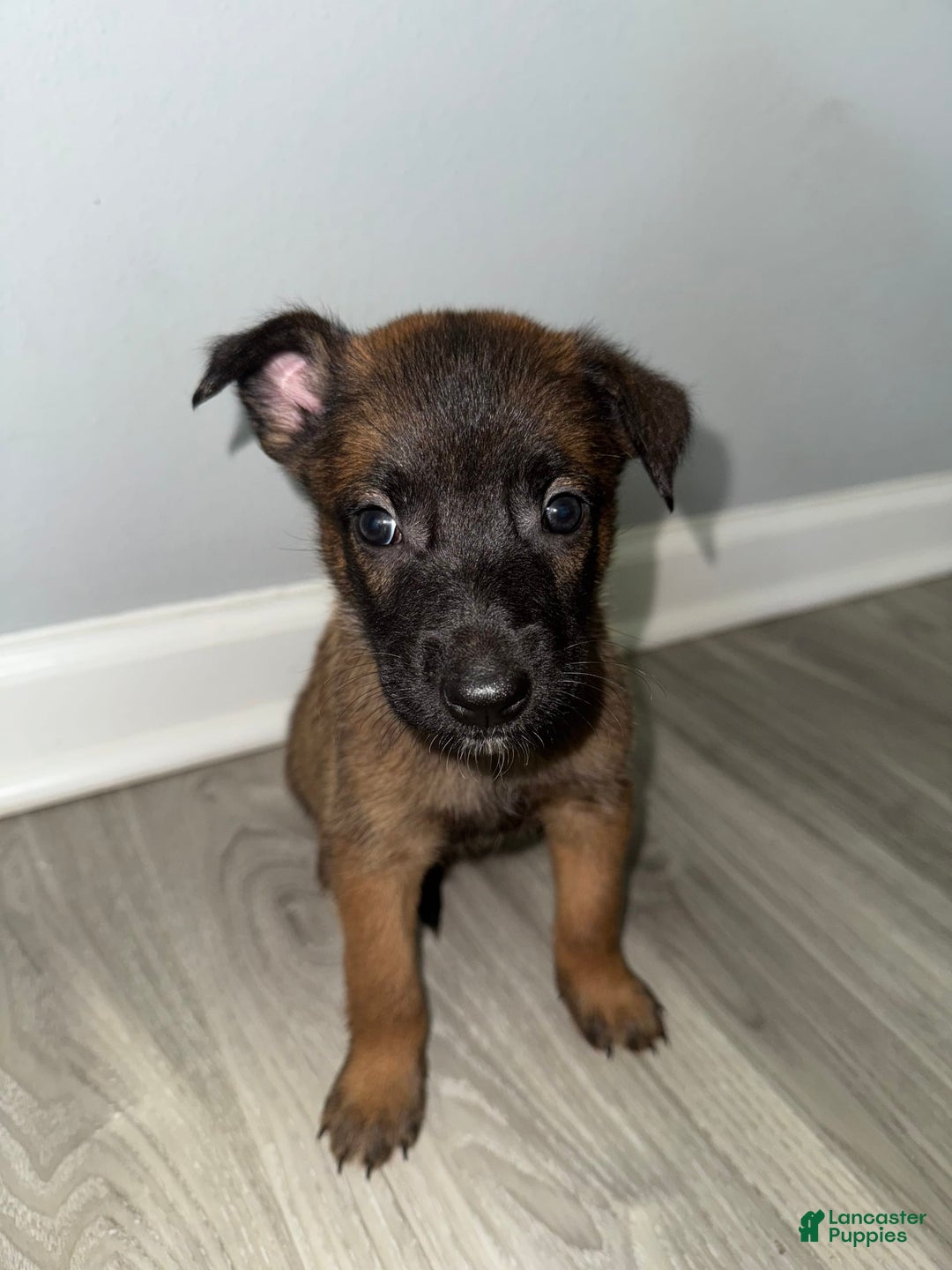 Belgian Malinois dogs for sale: Bruno - Image 4