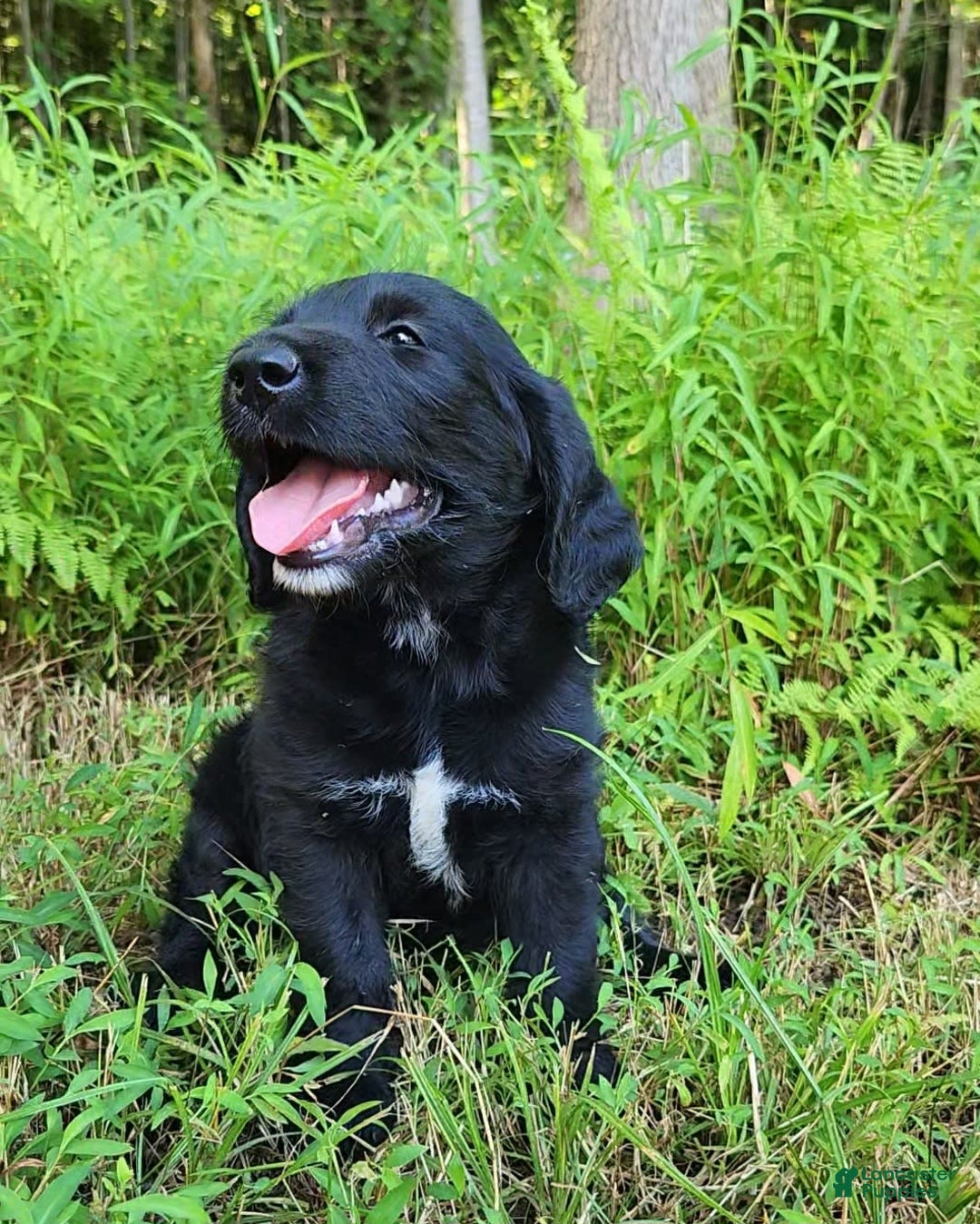 Labradoodle dogs for sale: Maddie - Image 5