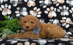 Bichpoo dogs for sale: Jeremie - Image 1