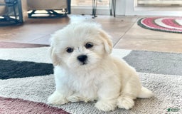 Lhasa Apso dogs for sale: Princess - Image 2
