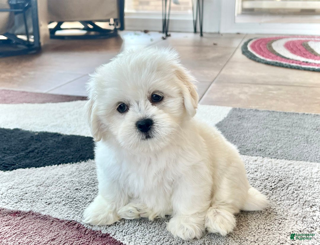 Lhasa Apso dogs for sale: Princess - Image 2