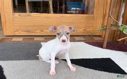 Italian Greyhound dogs for sale: Noel - Image 2