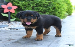 Rottweiler dogs for sale: Rottweiler 7 puppies - Image 10