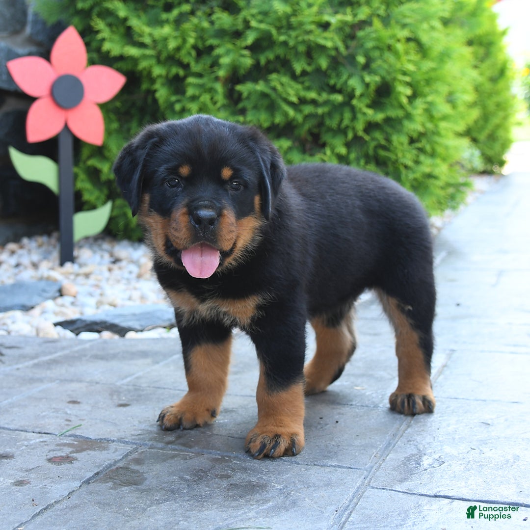 Rottweiler dogs for sale: Rottweiler 7 puppies - Image 10