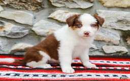 Australian Shepherd dogs for sale: River - Image 6