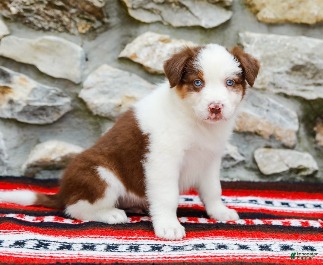 Australian Shepherd dogs for sale: River - Image 6
