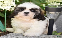 Shih Tzu dogs for sale: Denver - Image 2