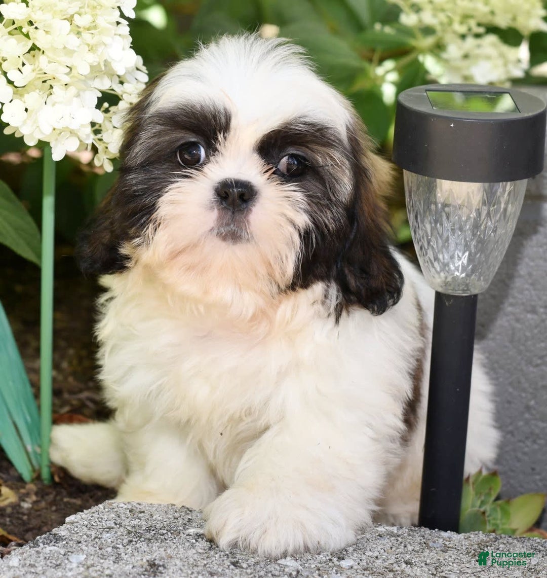 Shih Tzu dogs for sale: Denver - Image 2