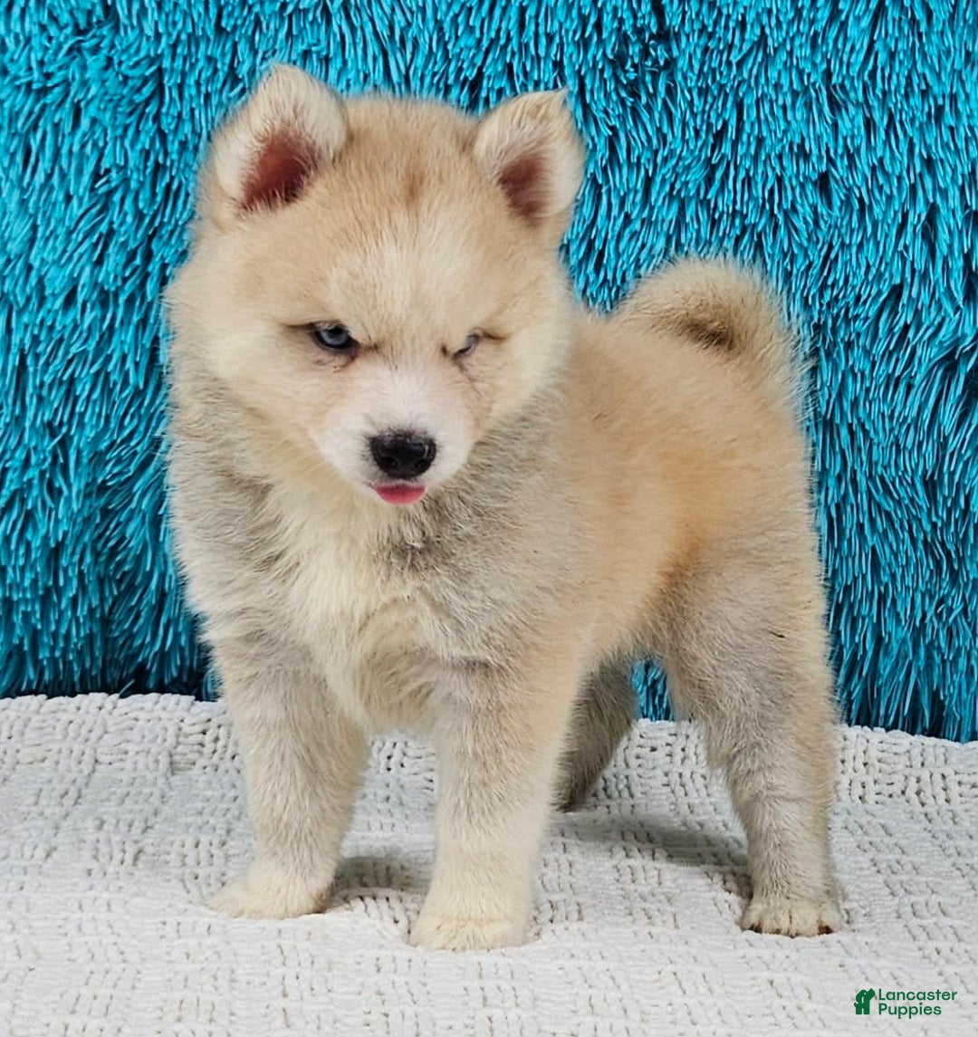 Pomsky dogs for sale: Peanut - Image 3