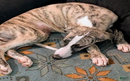 Whippet dogs for sale: Oscar - Image 3