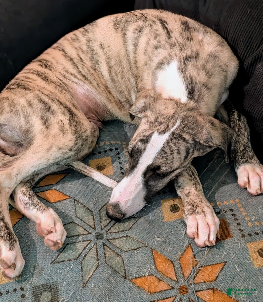 Whippet dogs for sale: Oscar - Image 3