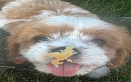 Cavachon dogs for sale: Paws - Image 3