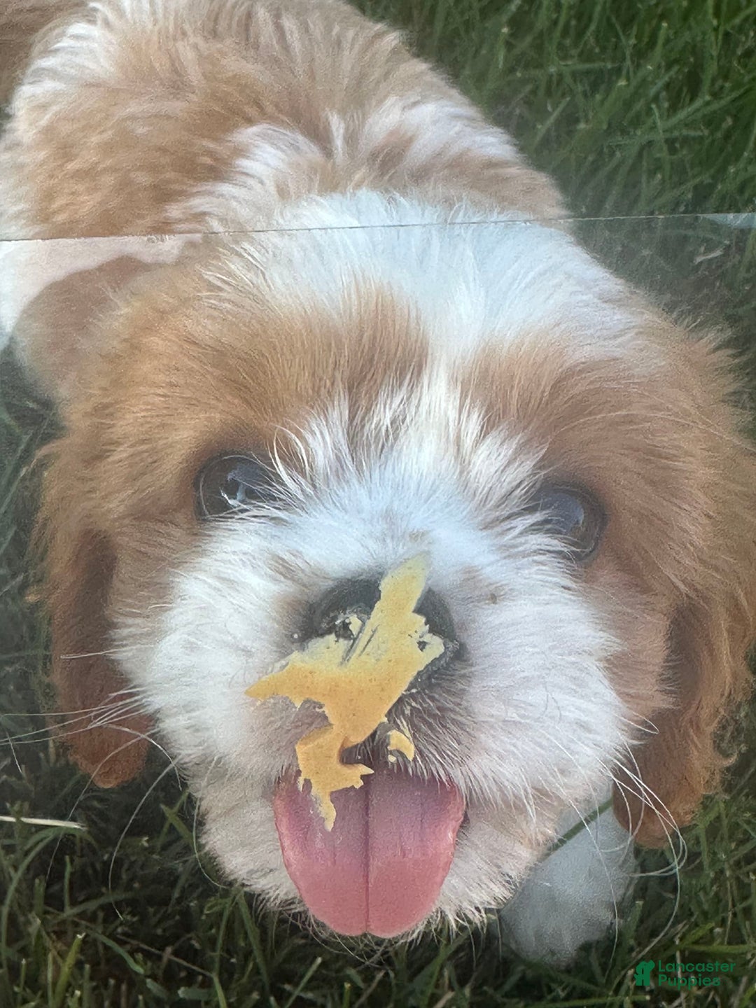Cavachon dogs for sale: Paws - Image 3