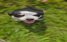Australian Shepherd dogs for sale: Jose - Image 5