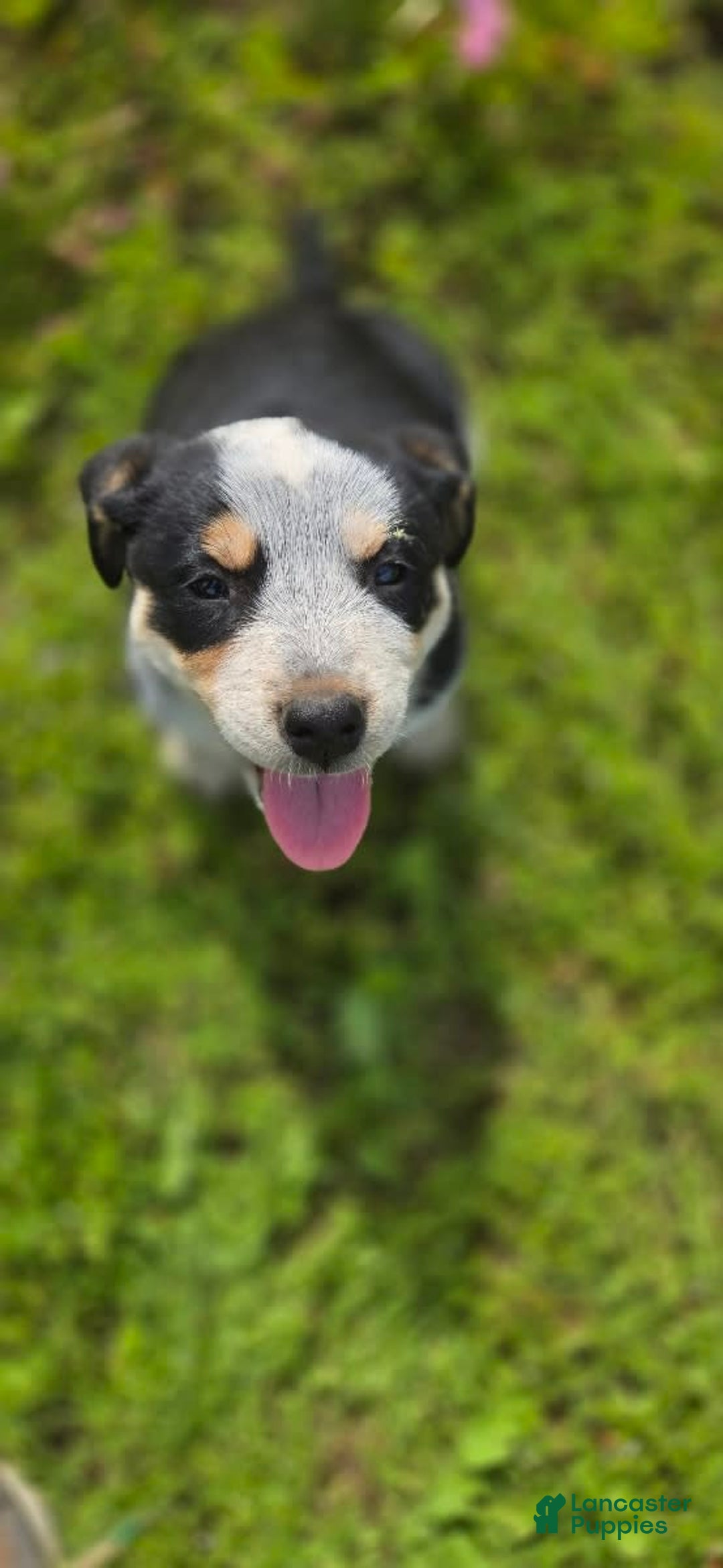 Australian Shepherd dogs for sale: Jose - Image 5